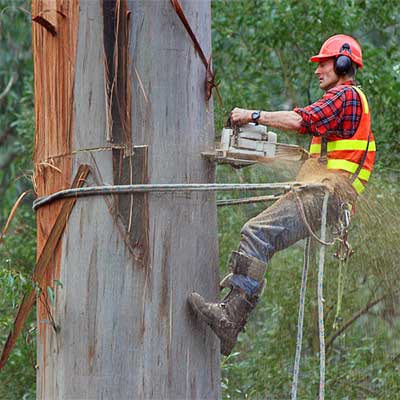 Georgia Tree Removal Experts